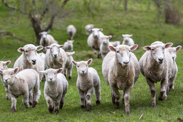 Naklejka premium Owce i jagnięta