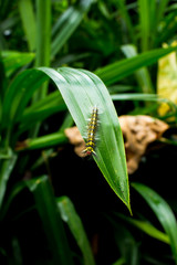 Worm holding on green leaf.