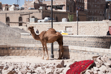 Naklejka premium Camel tied up in old town Sanaa, Yemen