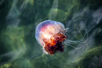 Jellyfish, Seydisfjordur Iceland10