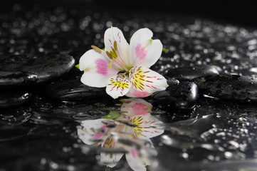 New beautiful orchid and zen pebbles background