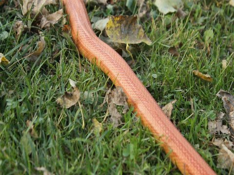 Albino Snake - Grass Snake - Ringelnatter