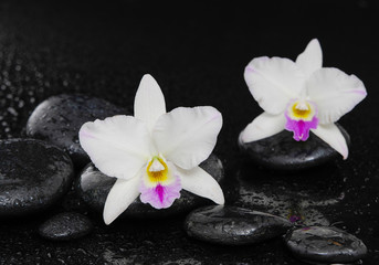 still life with two white orchid on wet pebbles