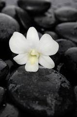 Obraz na płótnie Canvas Still life with white lily \with therapy stones