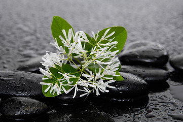 Obraz na płótnie Canvas white flower with leaf on wet background