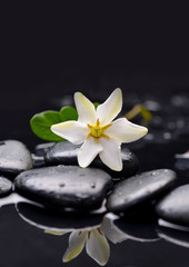 Fototapeta na wymiar gardenia flower on pebbles –wet background