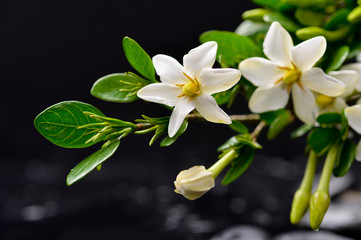 spa concept –gardenia flower