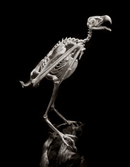 american peregrine falcon
