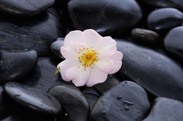 Fototapeta na wymiar Rose with wet black stones background