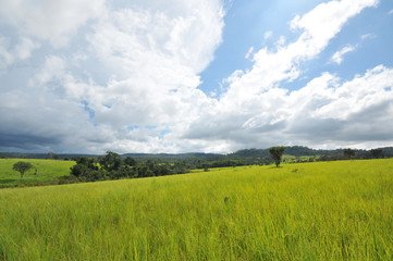 Obraz premium pine forest under deep blue sky in mountain