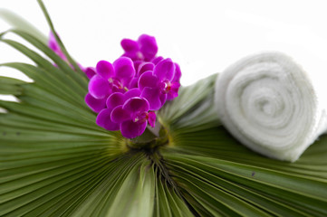 Roller towel and red branch orchid on green palm texture