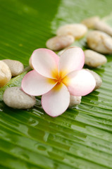 Obraz na płótnie Canvas Set of Pink frangipani and stones on banana leaf