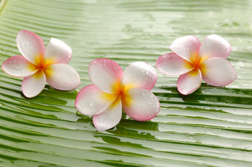 Three Pink frangipani and stones on wet banana leaf