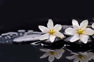 Fototapeta na wymiar Two gardenia flower on pebbles –reflection background