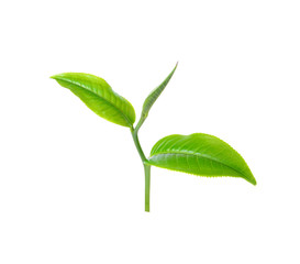 Green tea leaf isolated on white background