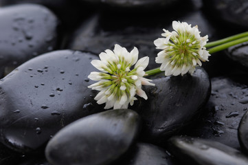 Fototapeta na wymiar Two white flower and wet stones
