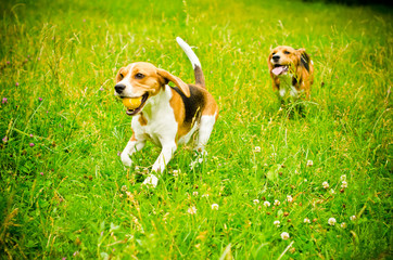 two beagle