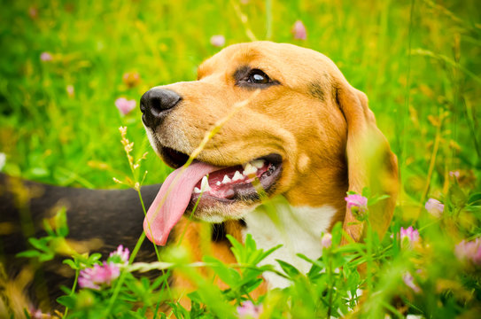 beagle dog