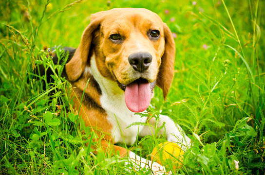 beagle dog