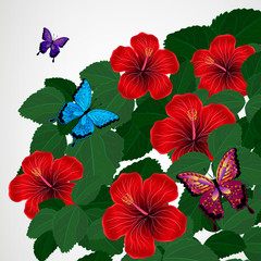 Floral design background. Hibiscus flowers with butterflies.