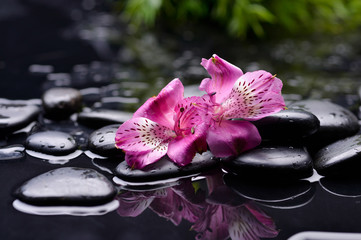 Pink orchid on pebbles with green plant  –wet background