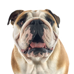 english bulldog