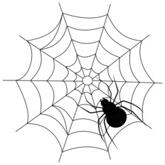 a spider on a web