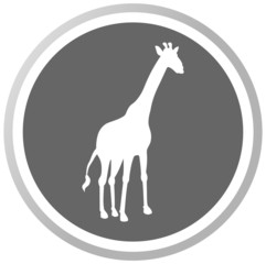 a giraffe in a grey Panel