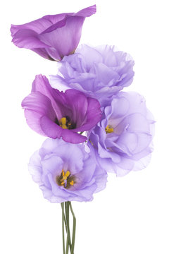 eustoma