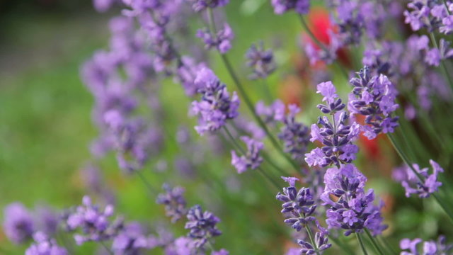fresh lavender flowers on the wind