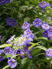 blue potato bush with lila flowers
