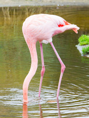 Bird flamingo