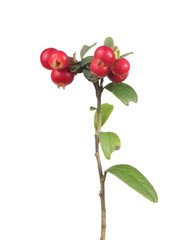green leaves and red cowberries on small branch
