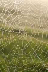 Spider web (Cobweb) with dew drops on a green background