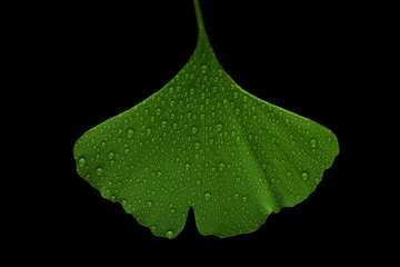 Ginkgoblatt