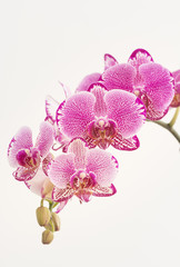 Fototapeta na wymiar Purple and White Moth Orchids and buds