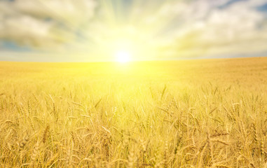 golden wheat sea under bright sun © Alexander Potapov