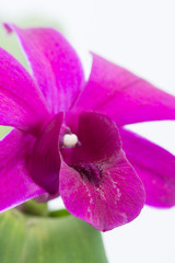 Purple Dendrobium Orchid Close-up