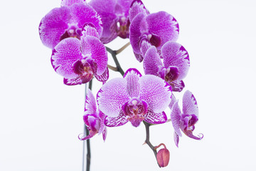 Fototapeta na wymiar Purple Phalaenopsis Orchids Close-up