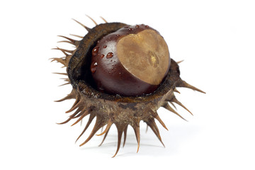 Macro Shot of Chestnut in Barbed Husk Isolated on White