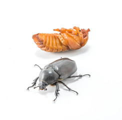 chrysalis of rhinoceros