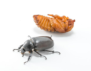 chrysalis of rhinoceros