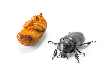 chrysalis of rhinoceros