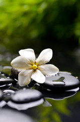 Spa still with gardenia flower on pebbles
