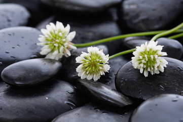 Three white flower and wet stones