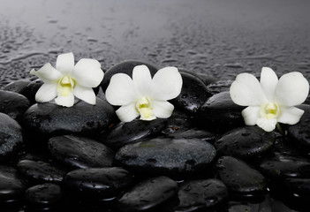 Obraz na płótnie Canvas Three white orchid on pebbles –wet background