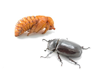 chrysalis of rhinoceros