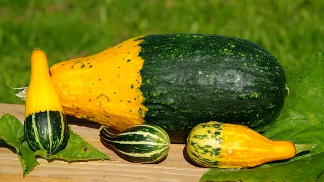 Ornamental pumpkins on wooden table
