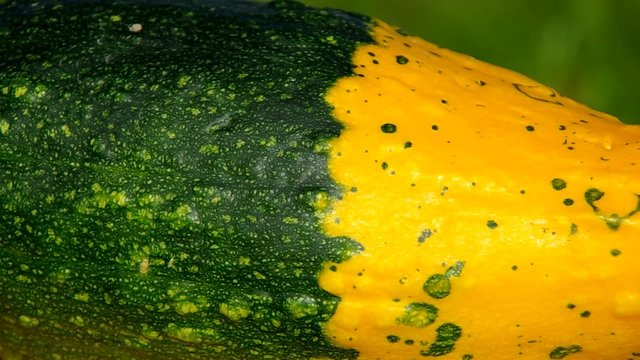 Detail of One large ornamental pumpkins on wooden table
