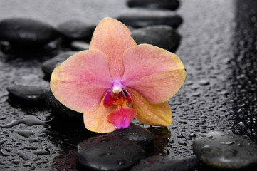 beautiful orange orchid with therapy stones-wet background
